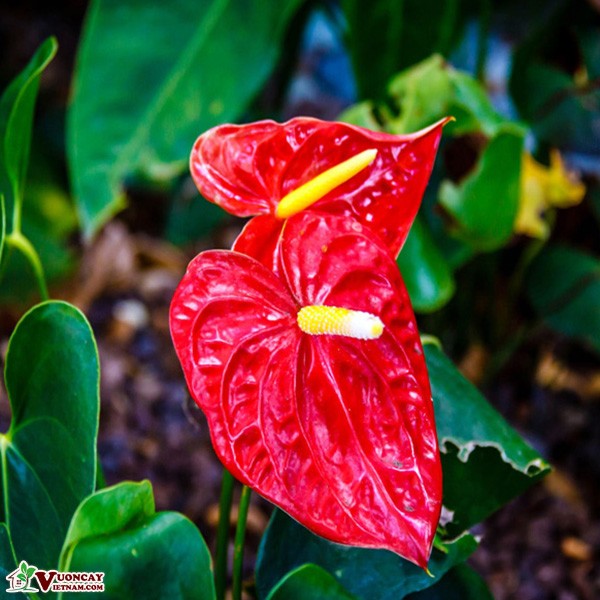 CÂY HỒNG MÔN (TỬ VI TÀU)